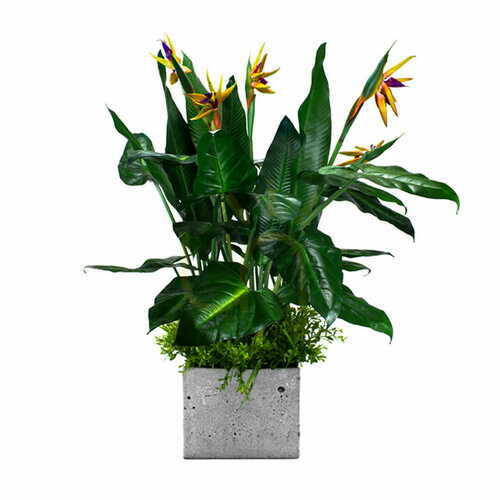 Kontrola Rostlinná výplň do květináče Green Designers Paradise Bird na míru