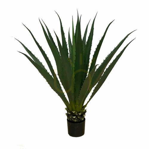 Kontrola Dekorativní rostlina Agave Americana 100cm