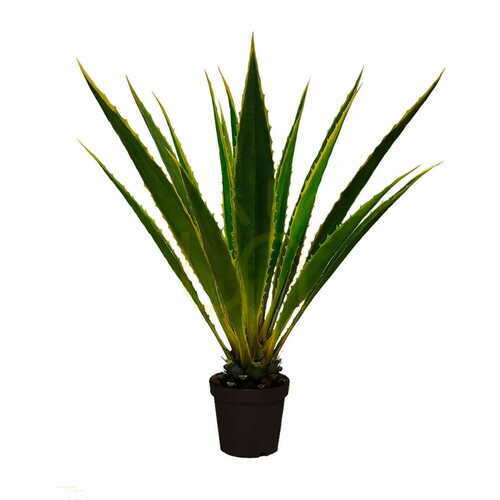 Kontrola Agave Americana dekorativní rostlina 120cm
