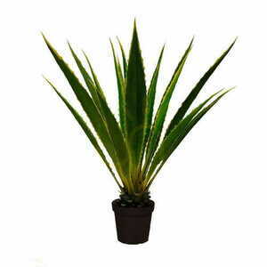 Agave Americana dekorativní rostlina 120cm small 0
