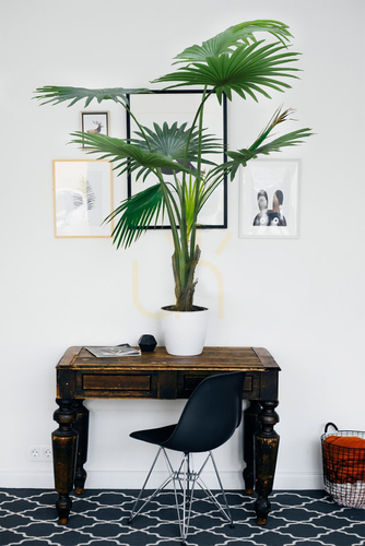 Kontrola Umělá palma v květináči Washingtonia Robusta 140cm