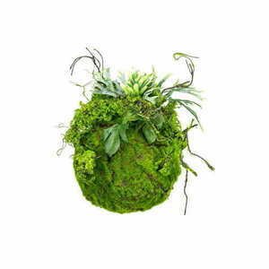 Mechová koule kokedama 25 cm small 0