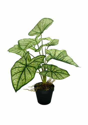 Kontrola Umělá rostlina Syngonium 54 cm