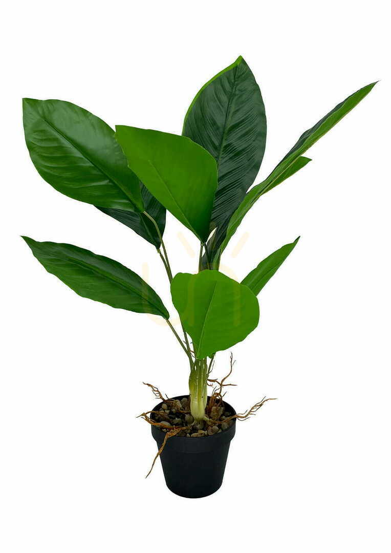 Náhled Umělá rostlina Aspidistra 62 cm Umělá rostlina Aspidistra 62 cm