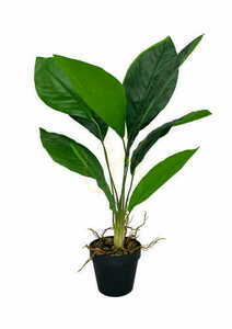 Umělá rostlina Aspidistra 62 cm 0 Umělá rostlina Aspidistra 62 cm small 0