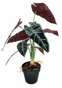 Umělá rostlina Allocasia 47 cm small 2