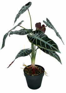 Umělá rostlina Allocasia 47 cm small 3