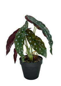 Umělá rostlina Begonia Coral 36 cm small 0