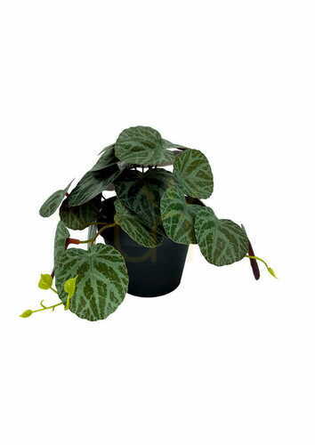 Kontrola Umělá rostlina Pilea 19 cm