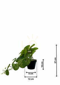 Umělá rostlina Pilea 37 cm textilní listy pěstební květináč Green Designers GD 3456 small 1