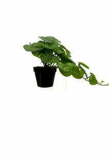 Umělá rostlina Pilea 37 cm textilní listy pěstební květináč Green Designers GD 3456 small 3