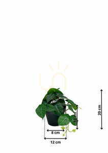 Umělá rostlina filodendron 20 cm 1 Umělá rostlina filodendron 20 cm small 1
