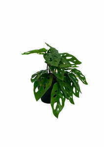 Umělá rostlina Monstera Monkey 25 cm 4 Umělá rostlina Monstera Monkey 25 cm small 4