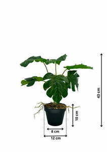 Umělá dutá rostlina Monstera 43 cm 1 Umělá dutá rostlina Monstera 43 cm small 1