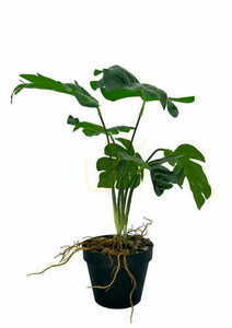 Umělá dutá rostlina Monstera 43 cm 3 Umělá dutá rostlina Monstera 43 cm small 3