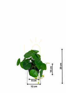 Umělá rostlina Pilea 20 cm small 1