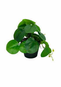 Umělá rostlina Pilea 20 cm small 2