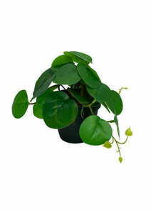 Umělá rostlina Pilea 20 cm small 3