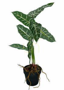 Umělá rostlina Alokazia Amazonica 58 cm. small 3