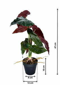 Umělá rostlina Begonia Rosie 47 cm small 1
