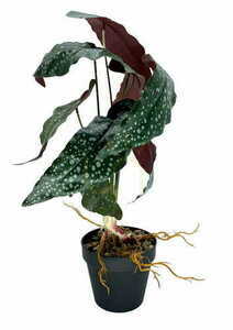 Umělá rostlina Begonia Rosie 47 cm small 3