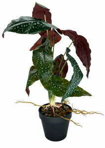 Umělá rostlina Begonia Rosie 47 cm small 4