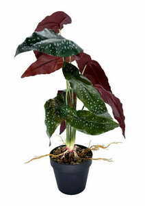 Umělá rostlina Begonia Rosie 47 cm small 0