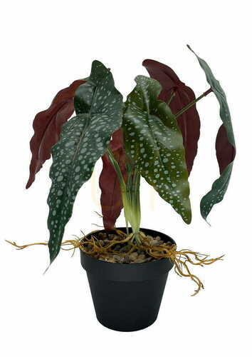 Kontrola Umělá rostlina Begonia Rosie 35 cm
